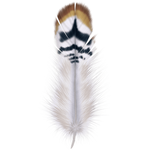 Beautiful Feathers 512x512 [PNG Files] Download Vector