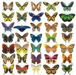 Butterfly png images
