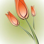 Flower, Tulip