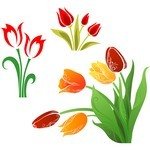 Flower, Tulip 01