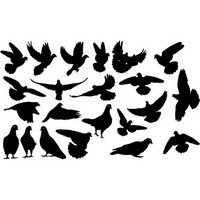 Pigeons silhouettes