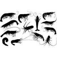 Shrimps silhouette