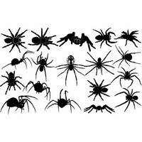 Spider silhouettes