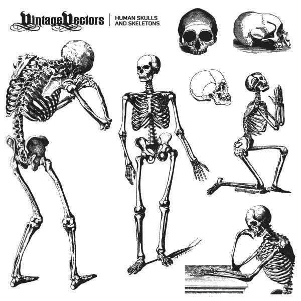 Human Skulls and Skeleton free png download