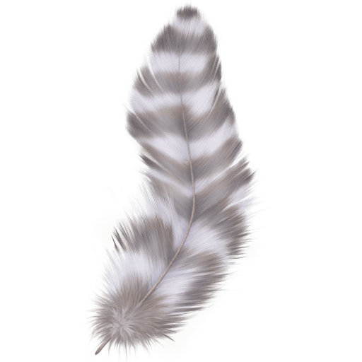 Beautiful Feathers 512x512 [PNG Files] free png download
