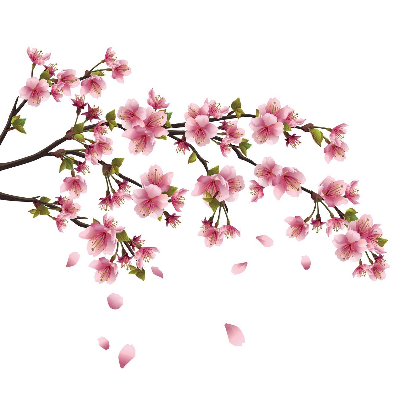 Flower Background 03 free png download