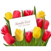 Flower, Tulip Background 04