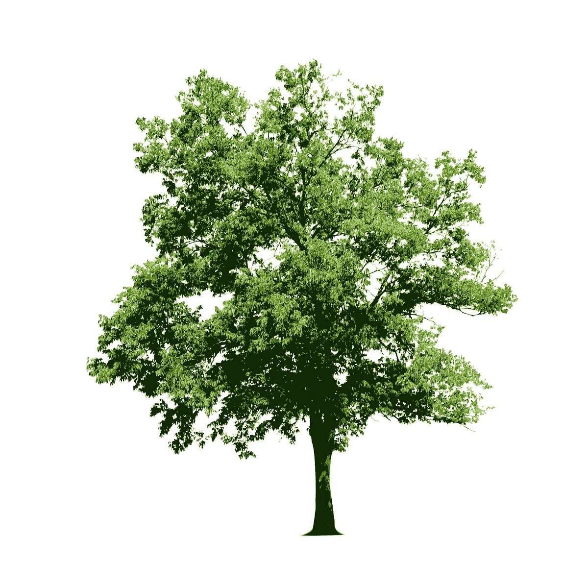 Tree 06 free png download