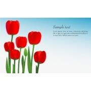 Flower, Tulip Background