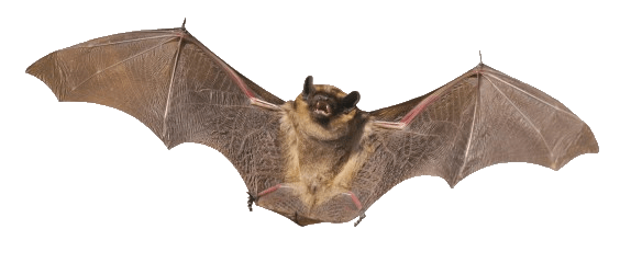 Bat PNG (12 Image) free png download