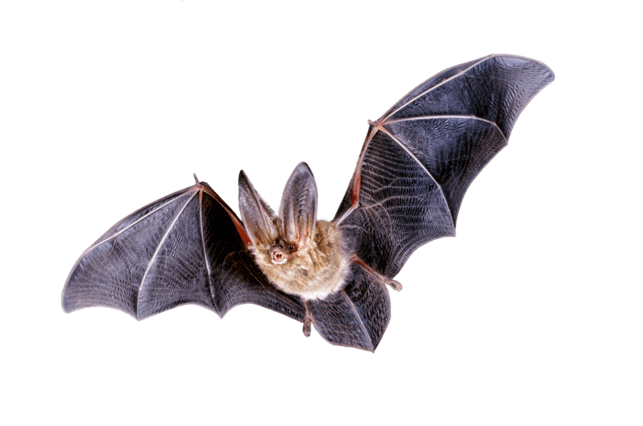 Bat PNG (12 Image) free png download