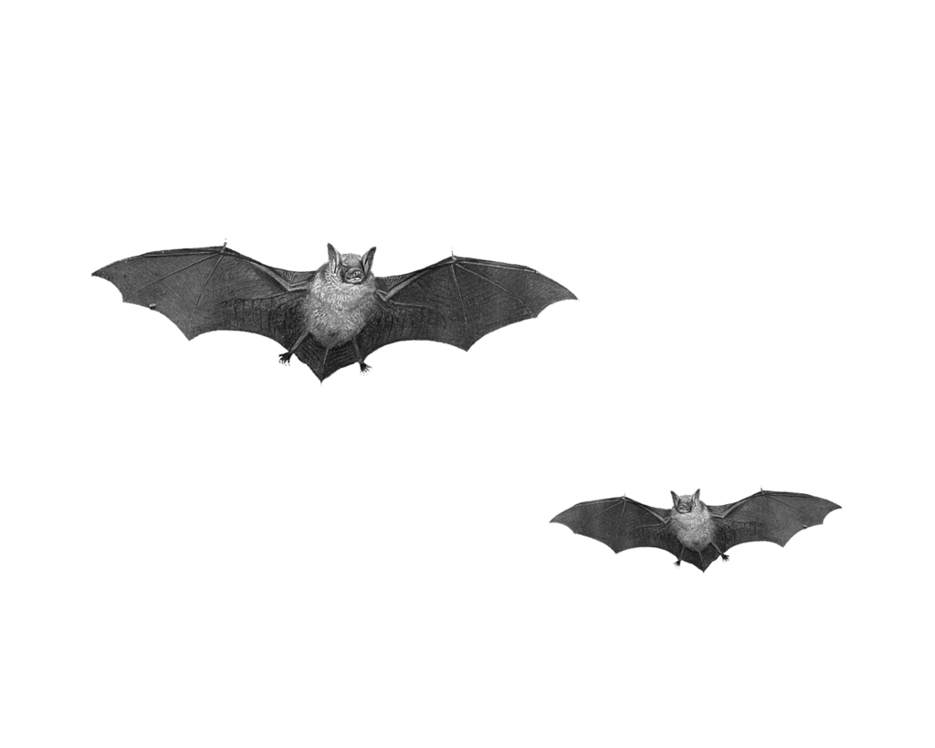 Bat PNG (12 Image) free png download