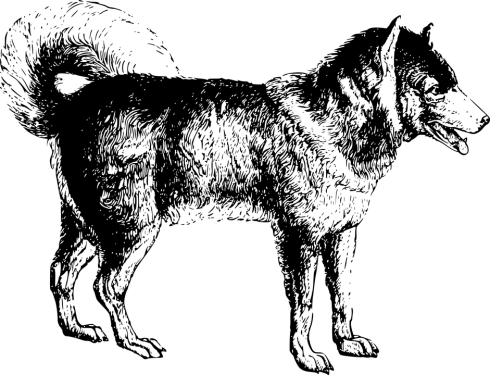 Dog Png Clipart (30 Image) free png download