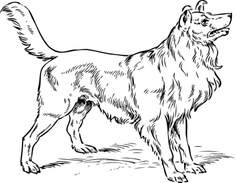 Dog Png Clipart (30 Image) free png download