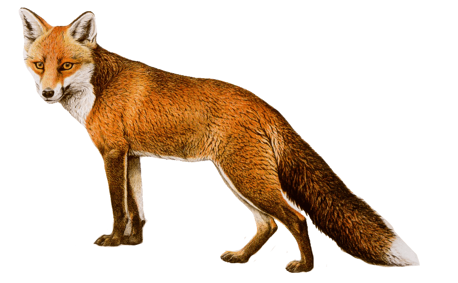 Fox PNG Clipart (14 Image) free png download