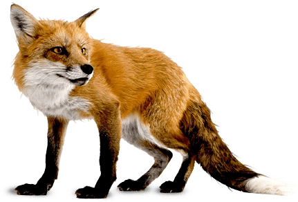 Fox PNG Clipart (14 Image) free png download