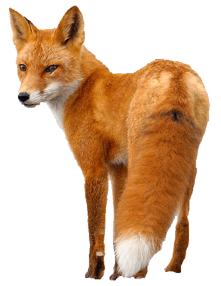 Fox PNG Clipart (14 Image) free png download
