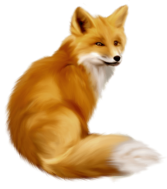 Fox PNG Clipart (14 Image) free png download