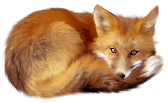 Fox PNG Clipart (14 Image) free png download