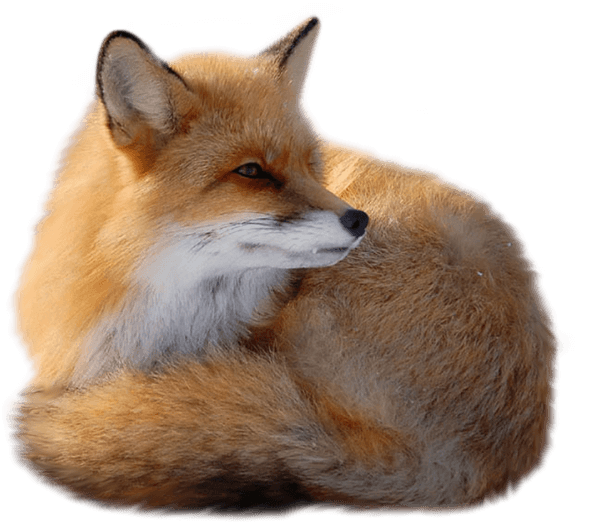 Fox PNG Clipart (14 Image) free png download