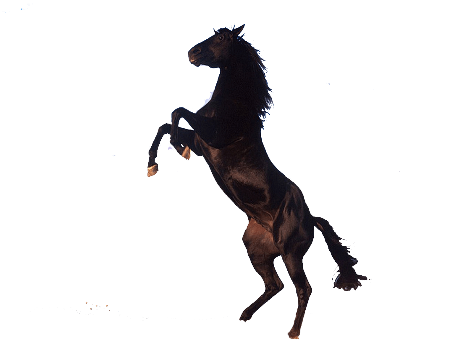 Horse PNG Clipart (24 Image) free png download