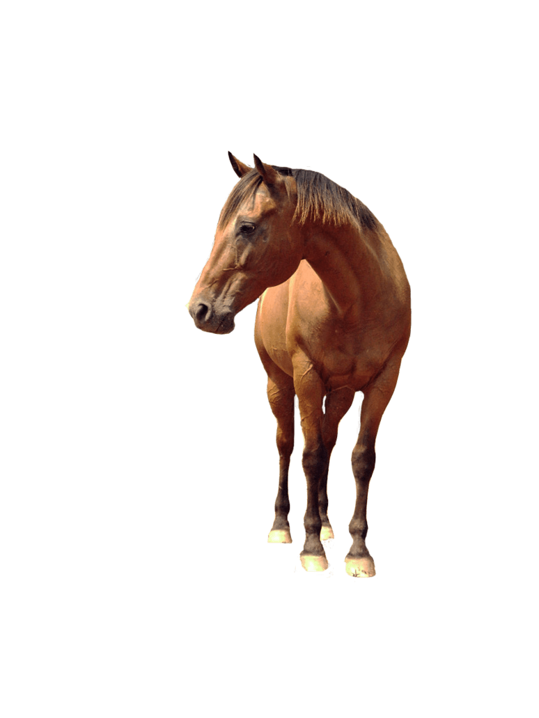 Horse PNG Clipart (24 Image) free png download