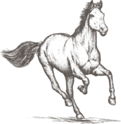 Horse PNG Clipart (24 Image)