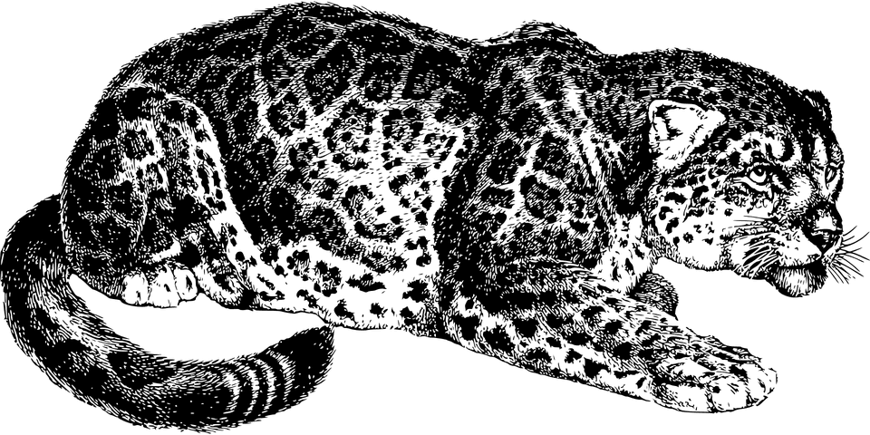 Jaguar Png Clipart (8 Image) free png download