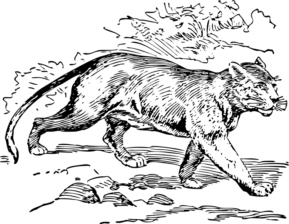 Jaguar Png Clipart (8 Image) free png download