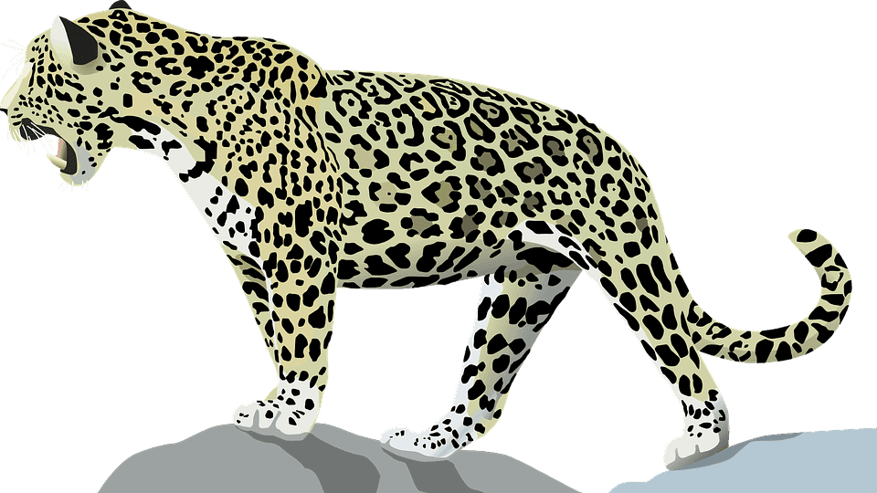 Jaguar Png Clipart (8 Image) free png download