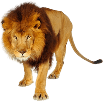 Lion Png Clipart (32 Image) free png download