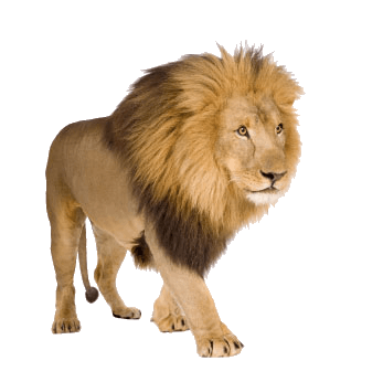 Lion Png Clipart (32 Image) free png download