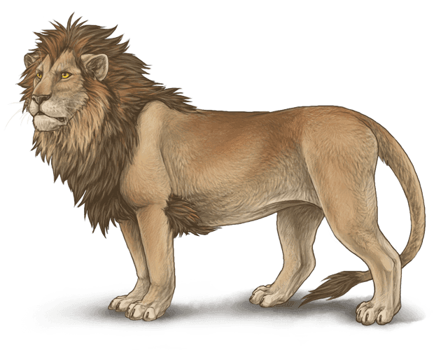 Lion Png Clipart (32 Image) free png download
