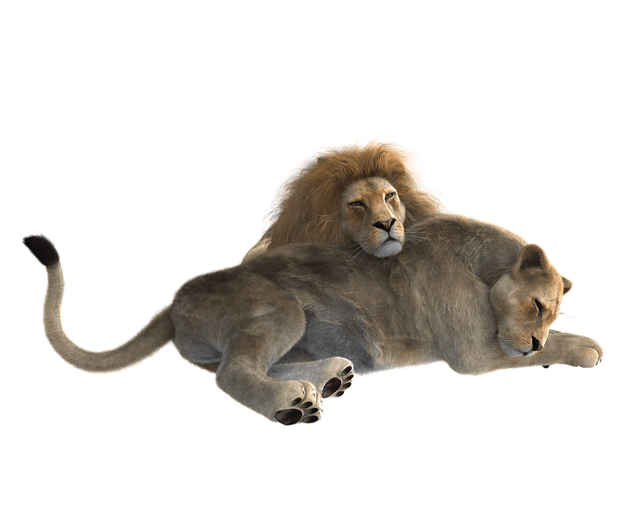 Lion Png Clipart (32 Image) free png download