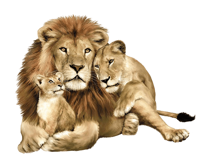 Lion Png Clipart (32 Image) free png download