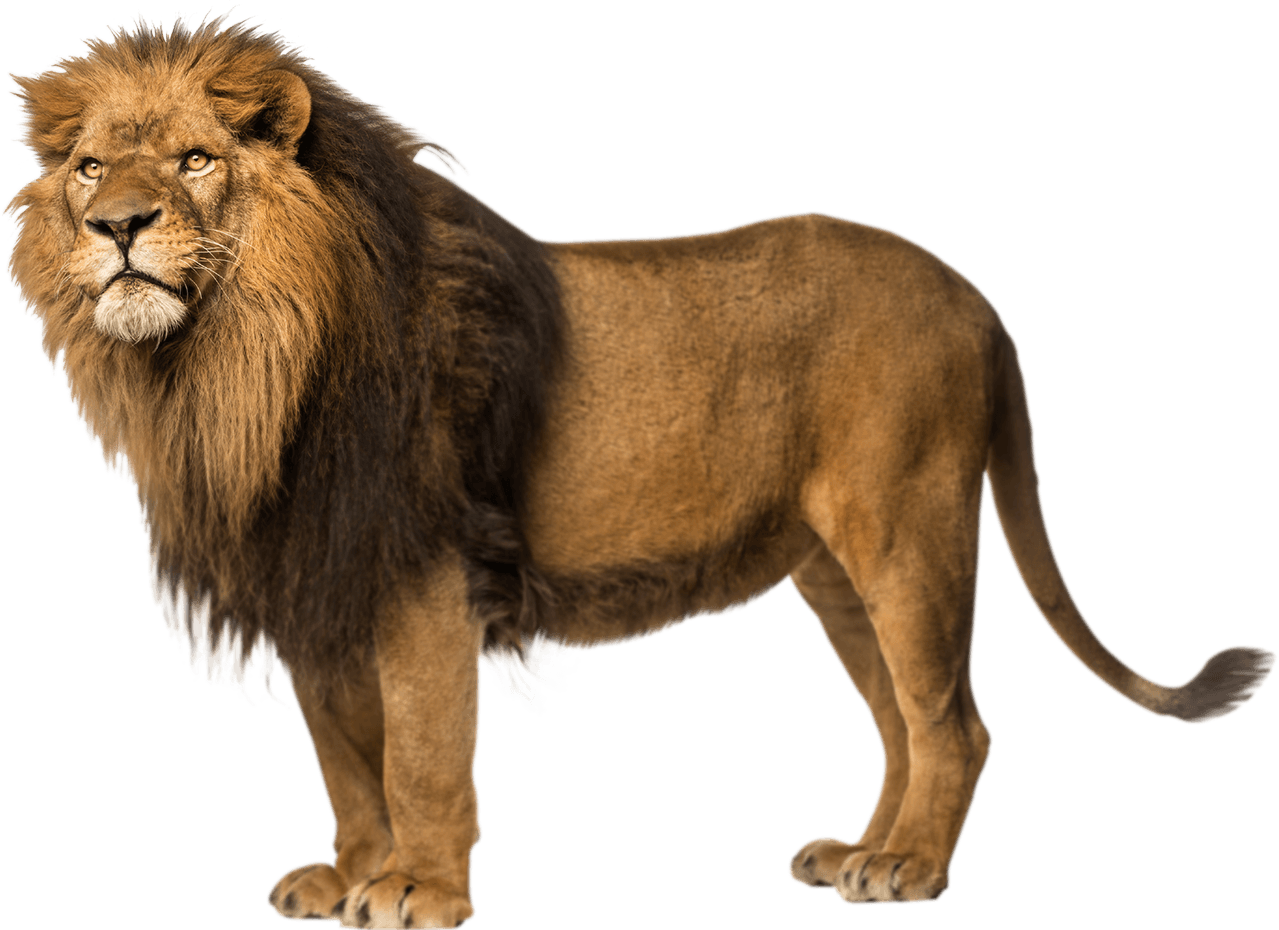 Lion Png Clipart (32 Image) free png download