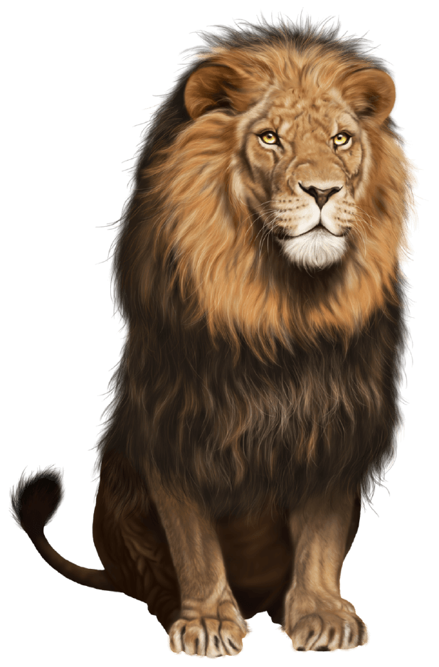 Lion Png Clipart (32 Image) free png download