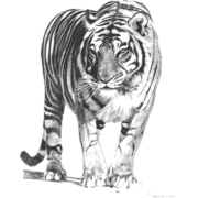 Tiger Png Clipart (22 Image)