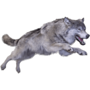 Wolf Png Clipart (23 Image)