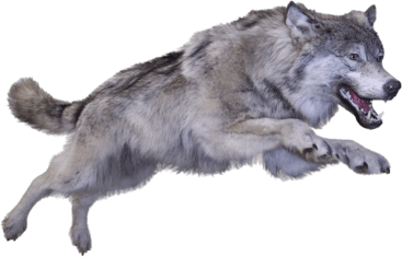 Wolf Png Clipart (23 Image) free png download