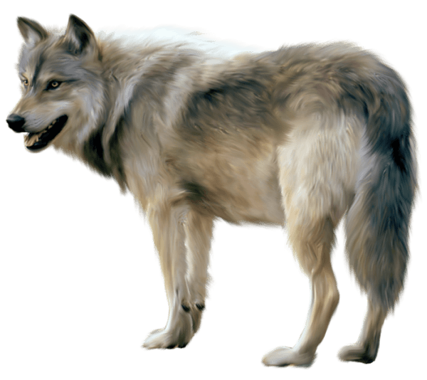 Wolf Png Clipart (23 Image) free png download