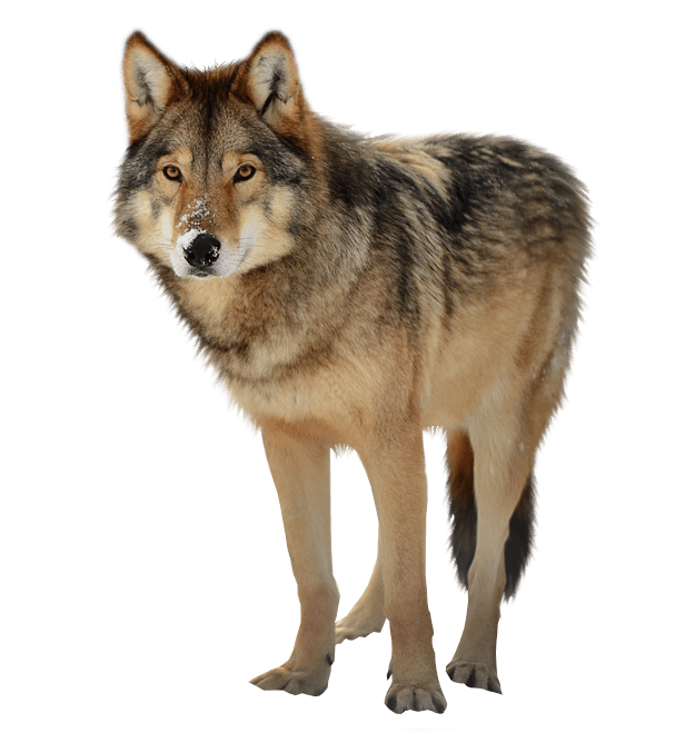 Wolf Png Clipart (23 Image) free png download