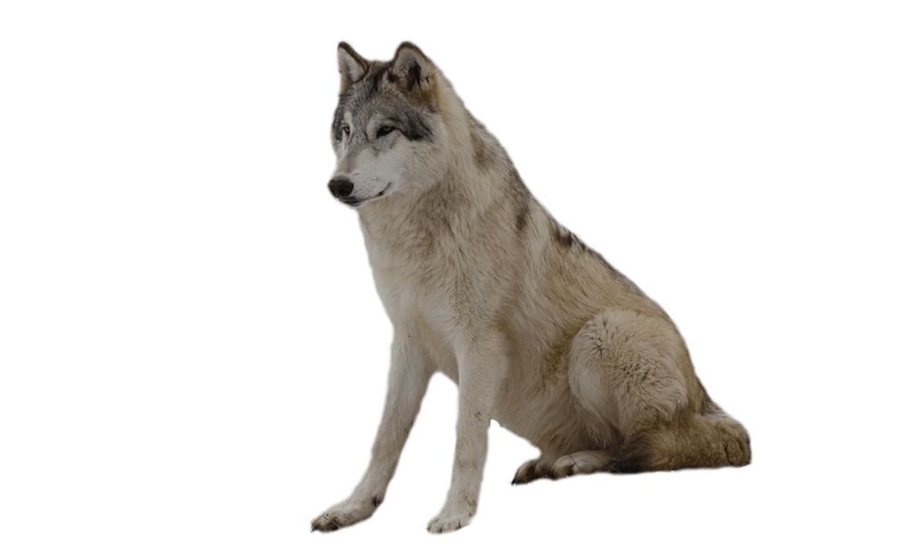 Wolf Png Clipart (23 Image) free png download