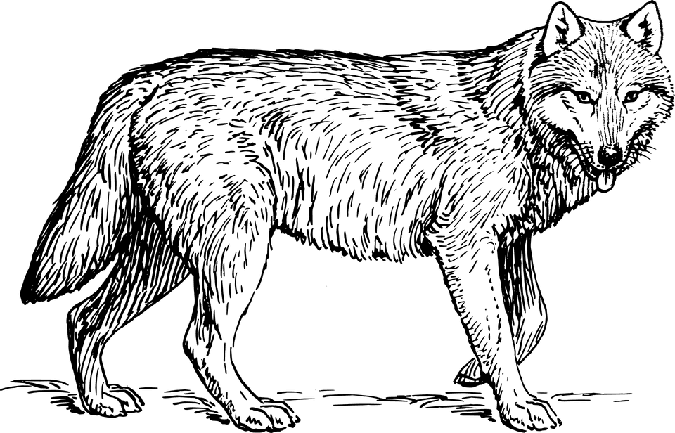 Wolf Png Clipart (23 Image) free png download