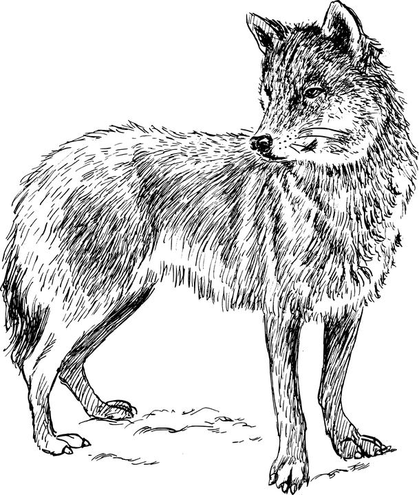 Wolf Png Clipart (23 Image) free png download