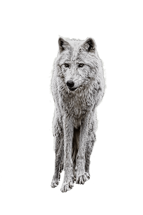 Wolf Png Clipart (23 Image) free png download