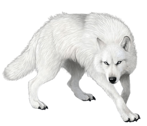 Wolf Png Clipart (23 Image) free png download