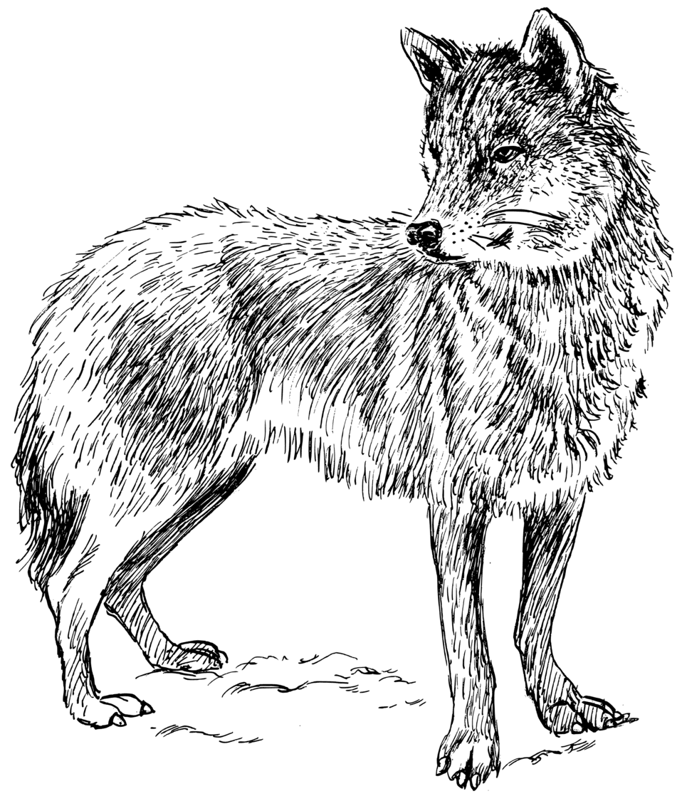 Wolf Png Clipart (23 Image) free png download