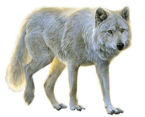 Wolf Png Clipart (23 Image) free png download
