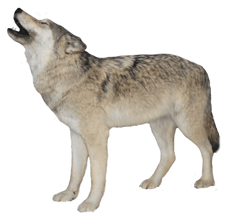 Wolf Png Clipart (23 Image) free png download